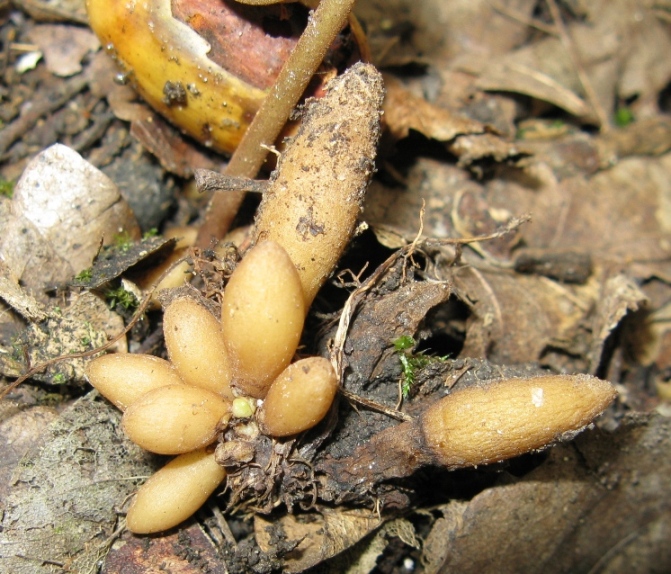 Tuberini? - bulbilli di Ranunculus ficaria ?